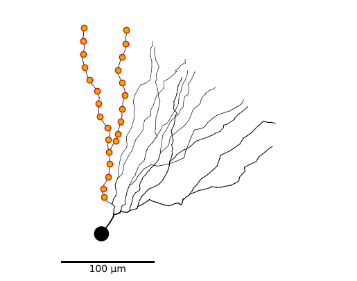 ../_images/_tutorials_morphologies_36_0.png