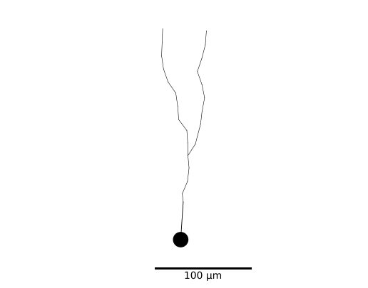 ../_images/_tutorials_morphologies_49_0.png